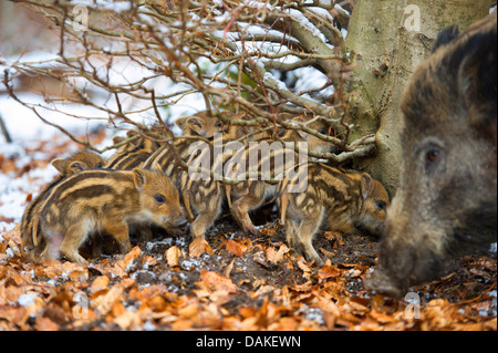 Wildschwein, Schwein, Wildschwein (Sus Scrofa), Bache mit ihren Shoats in einem Wald, Deutschland Stockfoto