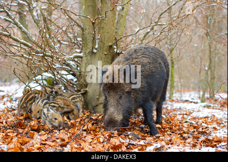 Wildschwein, Schwein, Wildschwein (Sus Scrofa), Bache mit ihren Shoats in einem Wald, Deutschland Stockfoto