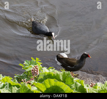 schwarzen Blässhuhn (Fulica Atra), jagt ein Teichhuhn, Deutschland Stockfoto