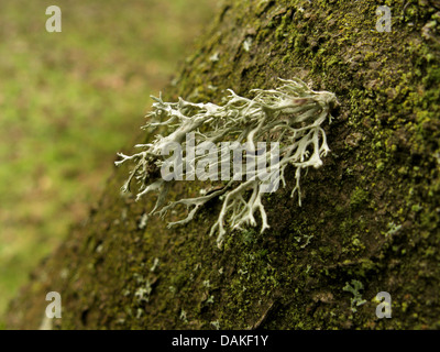 Bemehlten Knorpel Flechten (Ramalina Farinacea), auf Rinde, Deutschland, Nordrhein-Westfalen Stockfoto