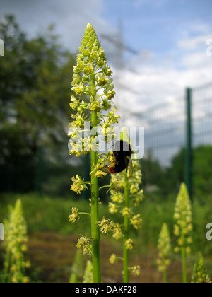 Schweißnaht (Reseda Luteola), blüht mit Hummel, Deutschland, Nordrhein-Westfalen Stockfoto