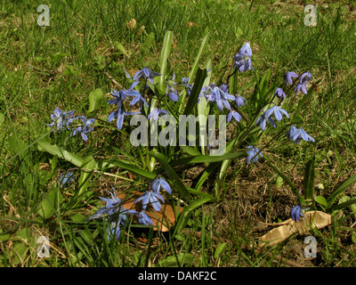 Sibirische Scilla, Sibirischer Blaustern (Scilla Siberica (Falsch: Scilla Sibirica)), blühende Wiese, Deutschland Stockfoto