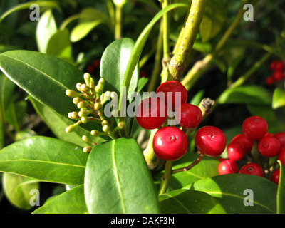 Japanische Skimmia (Skimmia Reevesiana, Skimmia Japonica SSP. Reevesiana), Zweig mit Knospen und Reife Früchte Stockfoto