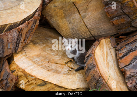 Hauskatze, Hauskatze (Felis Silvestris F. Catus), Kitty sitzt zwischen Baum Gruben Stockfoto