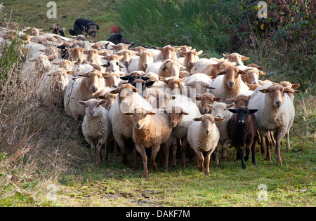 Hausschaf (Ovis Ammon F. Aries), Schafherde zu Fuß auf einem Pfad, Deutschland Stockfoto