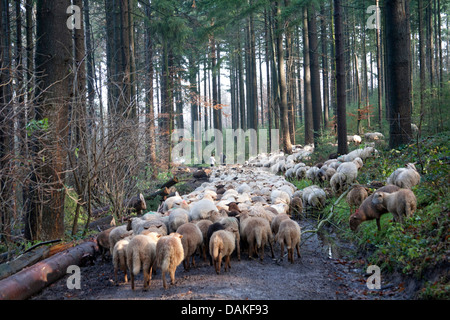 Hausschaf (Ovis Ammon F. Aries), Schafherde zu Fuß auf einem Waldweg, Deutschland Stockfoto