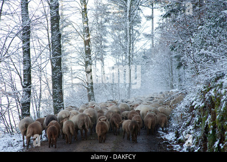 Hausschaf (Ovis Ammon F. Aries), Schafherde zu Fuß auf einem Pfad durch den verschneiten Wald, Deutschland Stockfoto