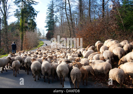 Hausschaf (Ovis Ammon F. Aries), Schafherde zu Fuß auf einem Pfad, Deutschland Stockfoto