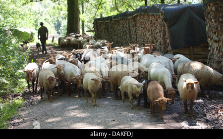 Hausschaf (Ovis Ammon F. Aries), Schafherde zu Fuß auf einem Pfad, Deutschland Stockfoto