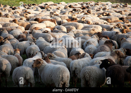 Hausschaf (Ovis Ammon F. Aries), Schafherde, Deutschland Stockfoto