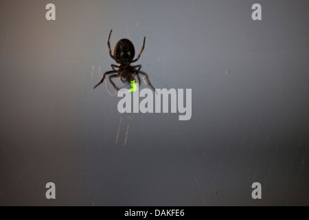 Glühwürmchen, Glühwürmchen, Glühwürmchen (Lampyridae), Spinne im Netz in der Nacht mit Gefangenen Blitz Käfer, Deutschland Stockfoto