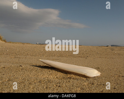 Coleoids (Coleoidea, Dibranchiata), Sepiaschale auf dem Strand, Griechenland, Peloponnes Stockfoto