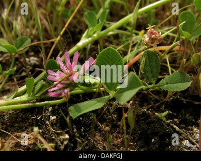 Persischer Klee, Shaftal (Trifolium Resupinatum), blühen, Wildform, Griechenland, Peloponnes Stockfoto