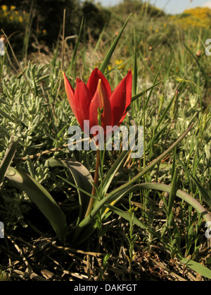 Goulimy Tulpe (Tulipa Goulimyi), blühen, Griechenland, Peloponnes, Elafonisos Stockfoto