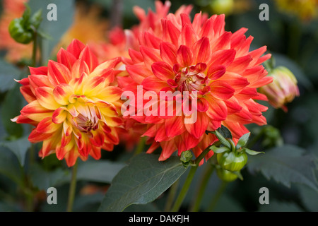Georgina (Dahlia "Baden-Baden", Dahlia Baden-Baden), Sorte Baden-Baden Stockfoto