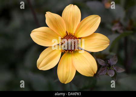 Georgina (Dahlie 'Bischof von York' Dahlia Bischof von York), Bischof von York Sorte Stockfoto