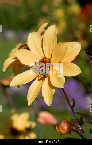 Georgina (Dahlie 'Bischof von York' Dahlia Bischof von York), Bischof von York mit Bienenökologie Sorte Stockfoto