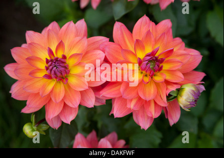 Georgina (Dahlia "Firepot", Dahlia Firepot), Sorte Firepot Stockfoto