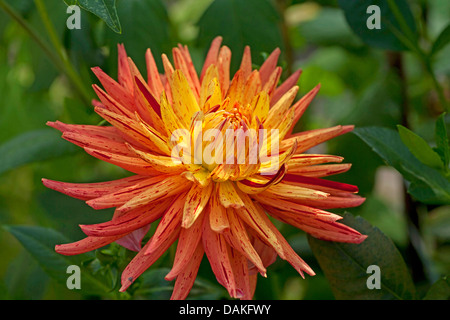 Georgina (Dahlia "Gatsby", Dahlia Gatsby), Sorte Gatsby Stockfoto