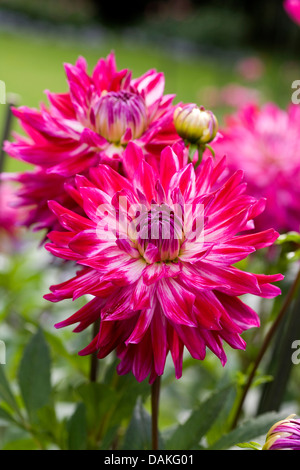 Georgina (Dahlie "Hapet Neon" Dahlia Hapet Neon), Sorte Hapet Neon Stockfoto