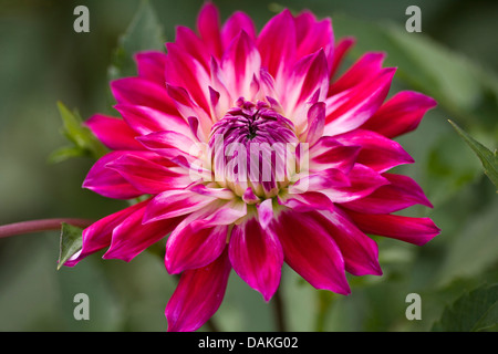 Georgina (Dahlie "Hapet Neon" Dahlia Hapet Neon), Sorte Hapet Neon Stockfoto