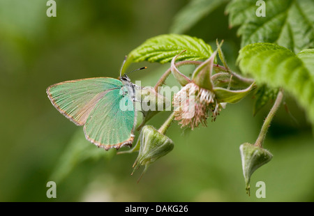 Grüner Zipfelfalter (Callophrys Rubi), sitzen bei Himbeer Knospen, Deutschland Stockfoto