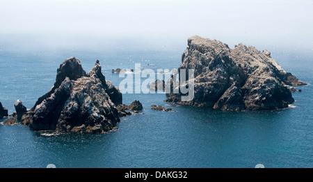 Blick Richtung Les Etacs ("Gannet Rock") aus dem Kanal Insel Alderney (aufgenommen von Telegraph Hill) Stockfoto