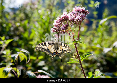 Schwalbenschwanz (Papilio Machaon), saugen Nektar an den Schwalbenschwanz, Eupatorium Cannabinum, Deutschland Stockfoto