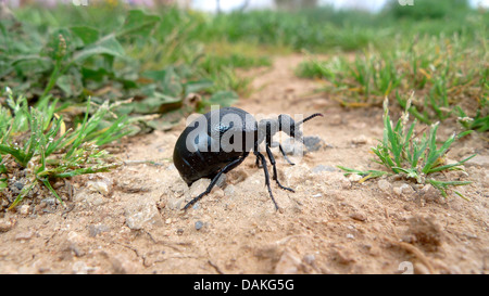 Europäische Öl-Käfer (Meloe proscarabaeus), auf dem Boden, Spanien, Balearen, Mallorca Stockfoto