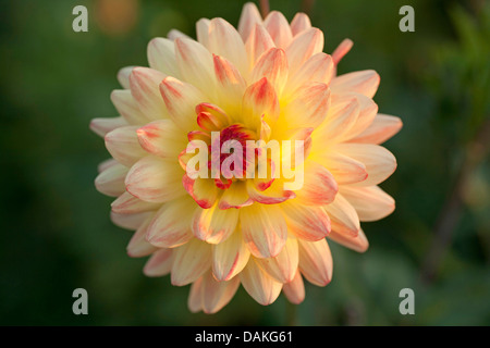Georgina (Dahlia "Penelope", Dahlia Penelope), Sorte Penelope Stockfoto