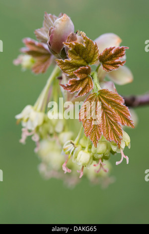 Acer Opalus Subspecies Obtusatum. Italienische Ahornbaum. Stockfoto