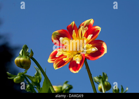 Georgina (Dahlia "Pfui", Dahlia Pooh), Sorte Pooh Stockfoto