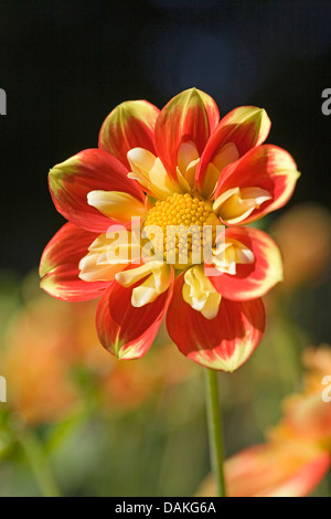 Georgina (Dahlia "Pfui", Dahlia Pooh), Sorte Pooh Stockfoto