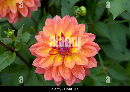 Georgina (Dahlia "Tricolore", Dahlia Tricolore), Sorte Tricolore Stockfoto