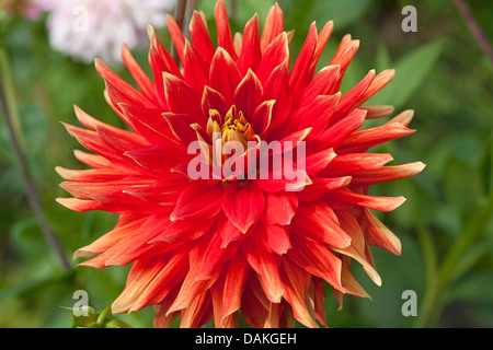 Georgina (Dahlie Dahlia Vulkan "Vulkan"), Sorte Vulkan Stockfoto