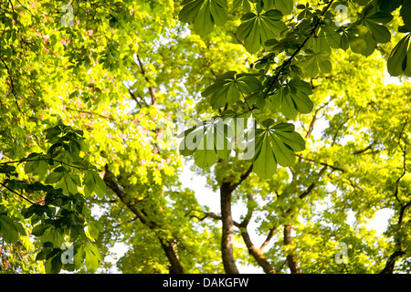 gemeinsamen Rosskastanie (Aesculus Hippocastanum), Blick durch die Blätter, Deutschland Stockfoto