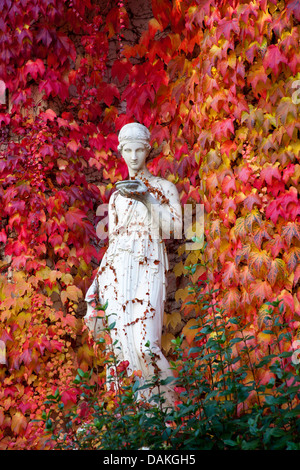 Boston-Efeu, japanische Schlingpflanze (Parthenocissus Tricuspidata), weibliche Skulptur im Herbst vor Boston-Efeu, Deutschland Stockfoto