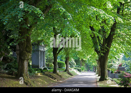 Linde, Linde, Linde (Tilia spec.), Lindenallee auf dem Friedhof, Deutschland, Baden-Württemberg, Baden-Baden Stockfoto