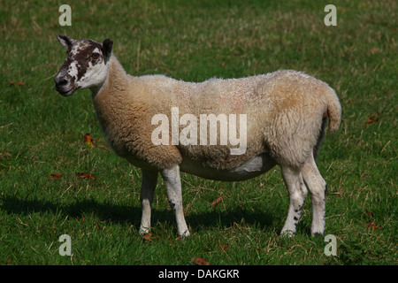 Ein einsamer Schafbeweidung in einem Feld suchen auf neugierig. Stockfoto