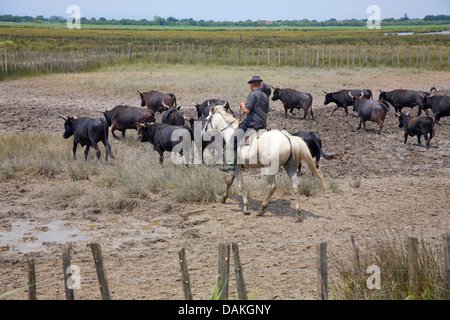 Camargue-Pferd (Equus Przewalskii F. Caballus), Cowboy tendenziell Rinder, Frankreich, Provence Stockfoto