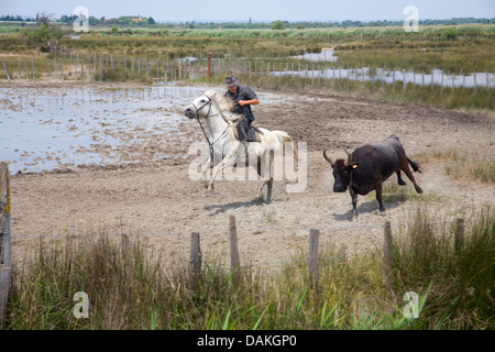 Camargue-Pferd (Equus Przewalskii F. Caballus), Cowboy treibt einen Stier, Frankreich, Provence Stockfoto