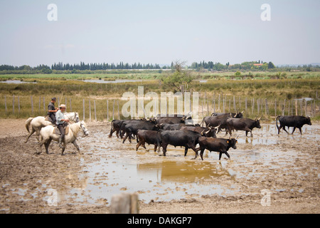 Camargue-Pferd (Equus Przewalskii F. Caballus), zwei Cowboys, die tendenziell Rinder, Frankreich, Provence Stockfoto