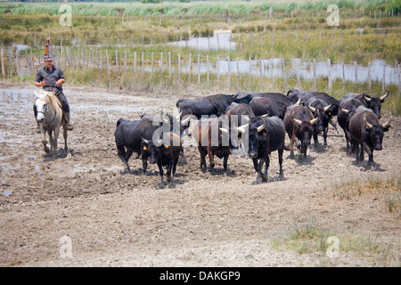 Camargue-Pferd (Equus Przewalskii F. Caballus), Cowboy tendenziell Rinder, Frankreich, Provence Stockfoto