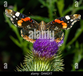 Red Admiral (Vanessa Atalanta, Pyrameis Atalanta), auf eine Distel Blüte, Deutschland, Reinland-Pfalz, Naturpark Vulkaneifel Stockfoto