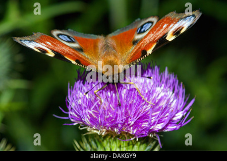 Pfau Motte, Pfau (Inachis Io, Nymphalis Io), auf einer Distel Blüte, Deutschland, Reinland-Pfalz, Naturpark Vulkaneifel Stockfoto