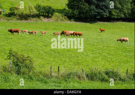 Hausrind (Bos Primigenius F. Taurus), Rinderherde braun auf einer Wiese, Deutschland, Nordrhein-Westfalen, Hochsauerland Stockfoto