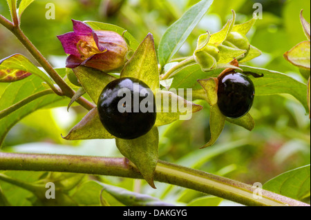 Tollkirsche (Atropa Bella-Donna, Atropa Belladonna), mit Blüte und Frucht, Deutschland, Nordrhein-Westfalen Stockfoto