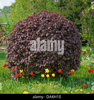 Riese Hasel (Corylus Maxima 'Purpurea', Corylus Maxima Purpurea), Sorte Purpurea Stockfoto
