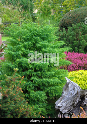 Japanische Zeder (Cryptomeria Japonica 'Elegans Viridis', Cryptomeria Japonica Elegans Viridis), Sorte Elegans Viridis Stockfoto