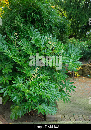 Japanische Aralia (Fatsia Japonica), in einem Garten, Niederlande Stockfoto